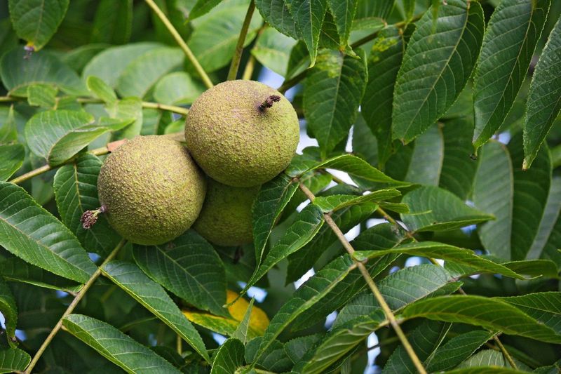 A nearby walnut does not automatically poison a tomato