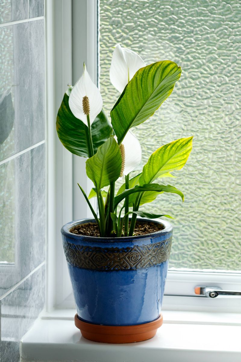 Why the summer watering schedule may stop fitting in fall