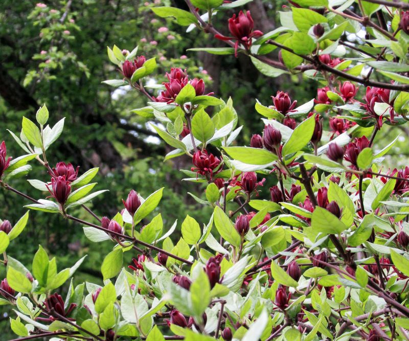Match the shrub to light, moisture, and soil before planting