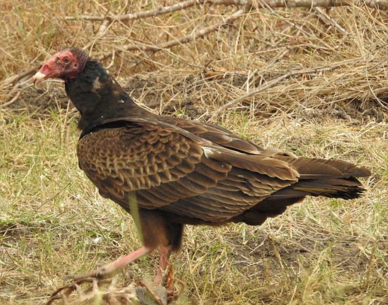 A scavenger can reshape exposure without making the environment sterile