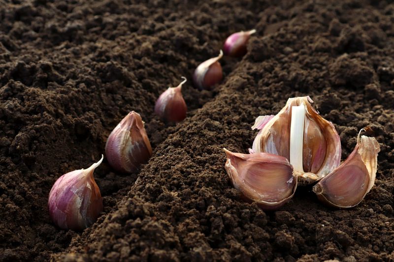 Large, intact cloves give each plant a stronger start