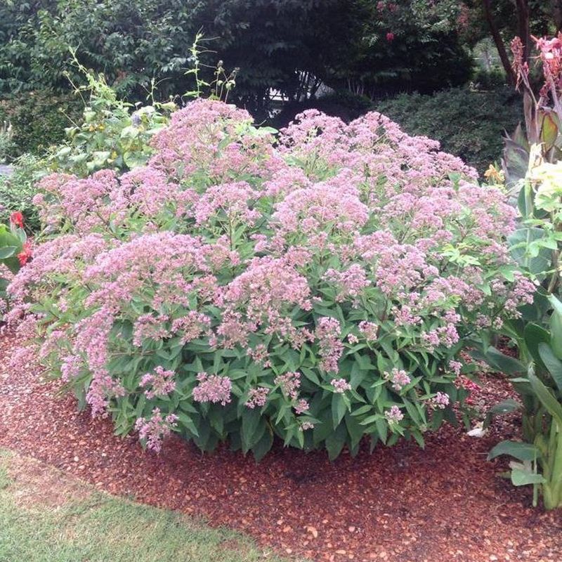 Joe Pye Weed (Eutrochium 'Baby Joe')