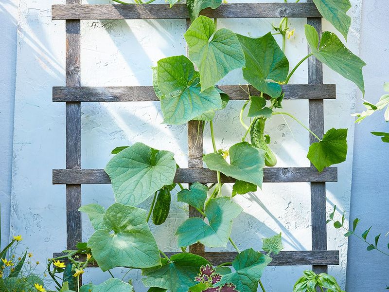 Use a trellis to make the plant easier to manage