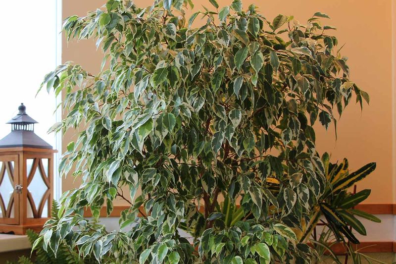 Weeping Fig