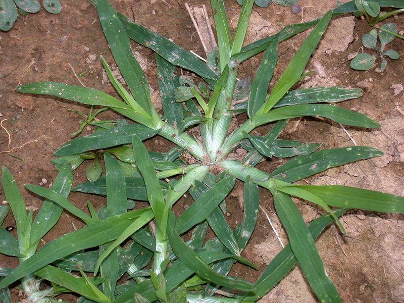 Temporary Ground Cover to Suppress Other Weeds