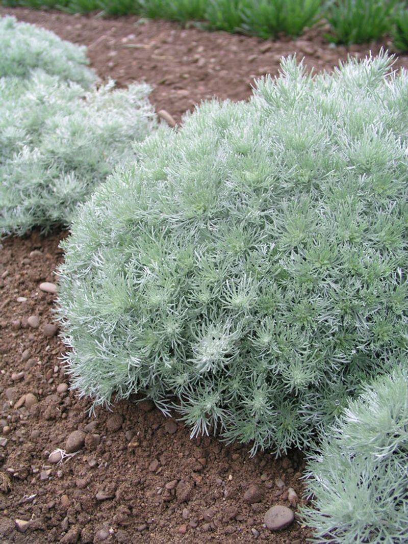 Artemisia