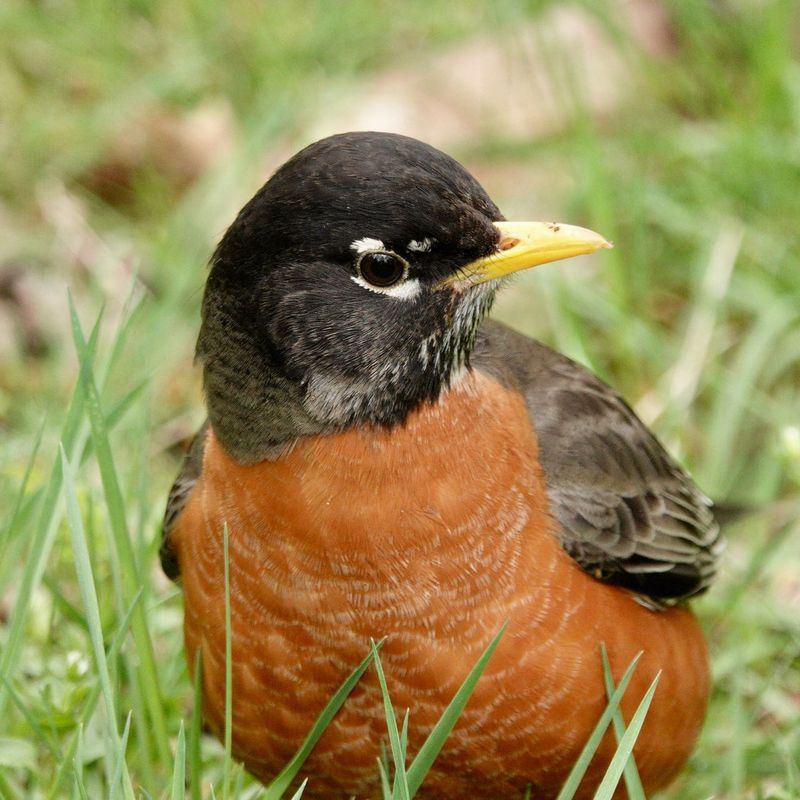 The studies do not reveal what a particular robin senses