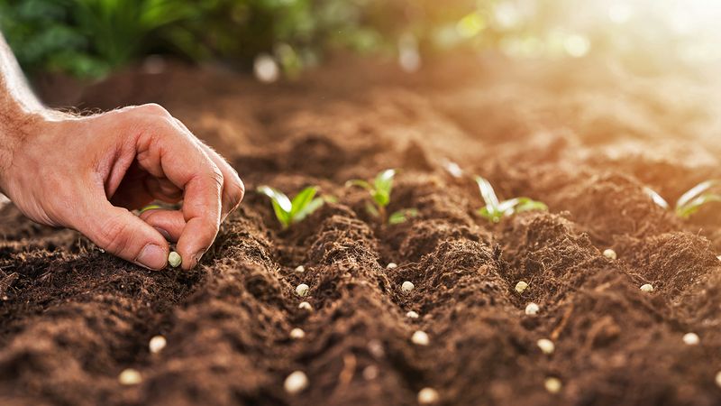 Give fall seedlings a clean start