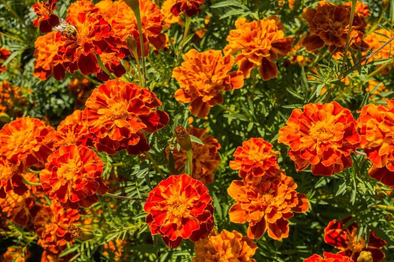 Marigolds (French and African)