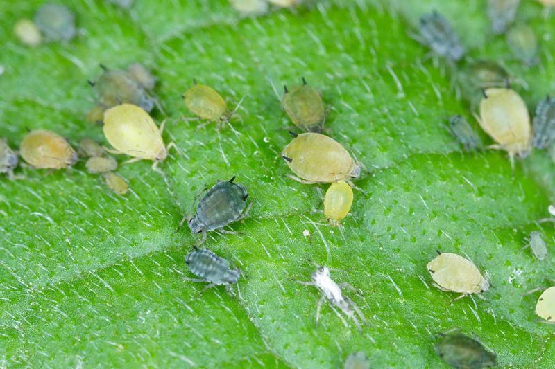 Inspect Undersides, New Growth, and Nearby Plants