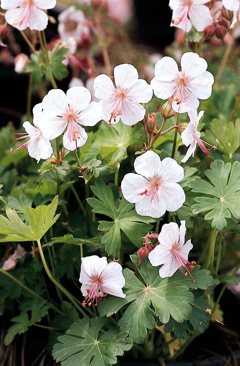 Perennial Geranium 'Biokovo' (Geranium x cantabrigiense)