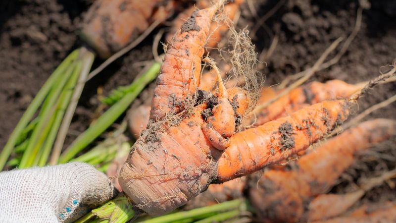 A hairy root is a clue, not a diagnosis
