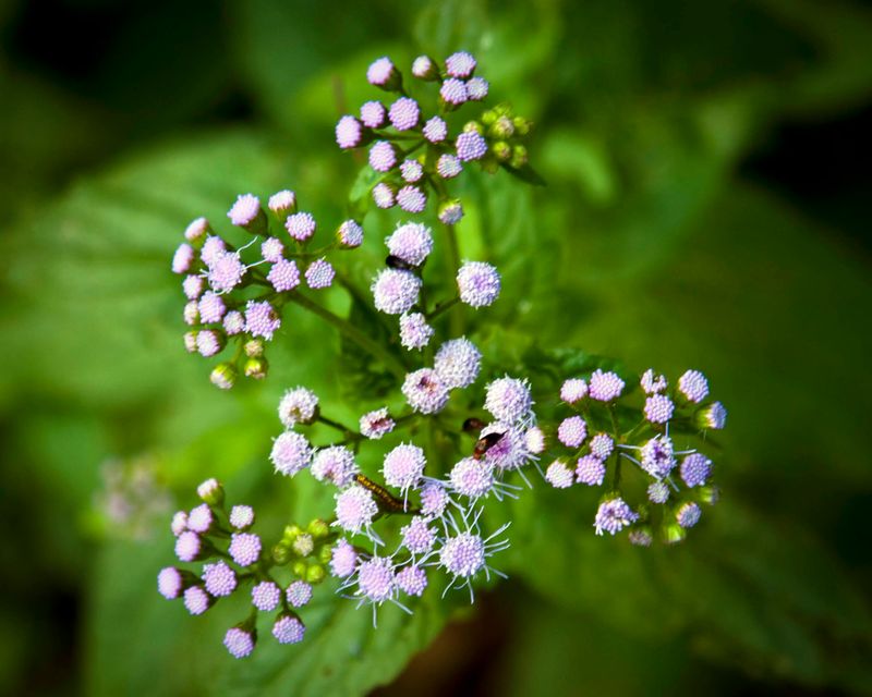 Fall planting does not guarantee fall flowers
