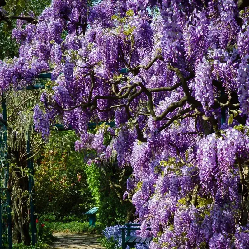 Amethyst Falls Wisteria