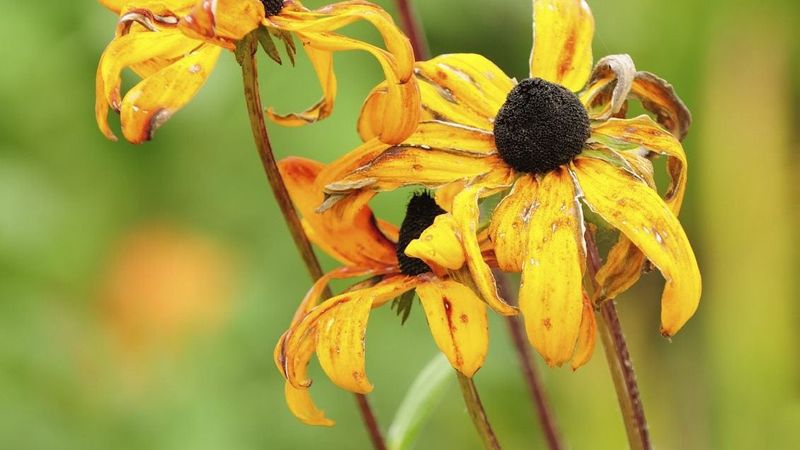 Use September deadheading to encourage more late-season flowers