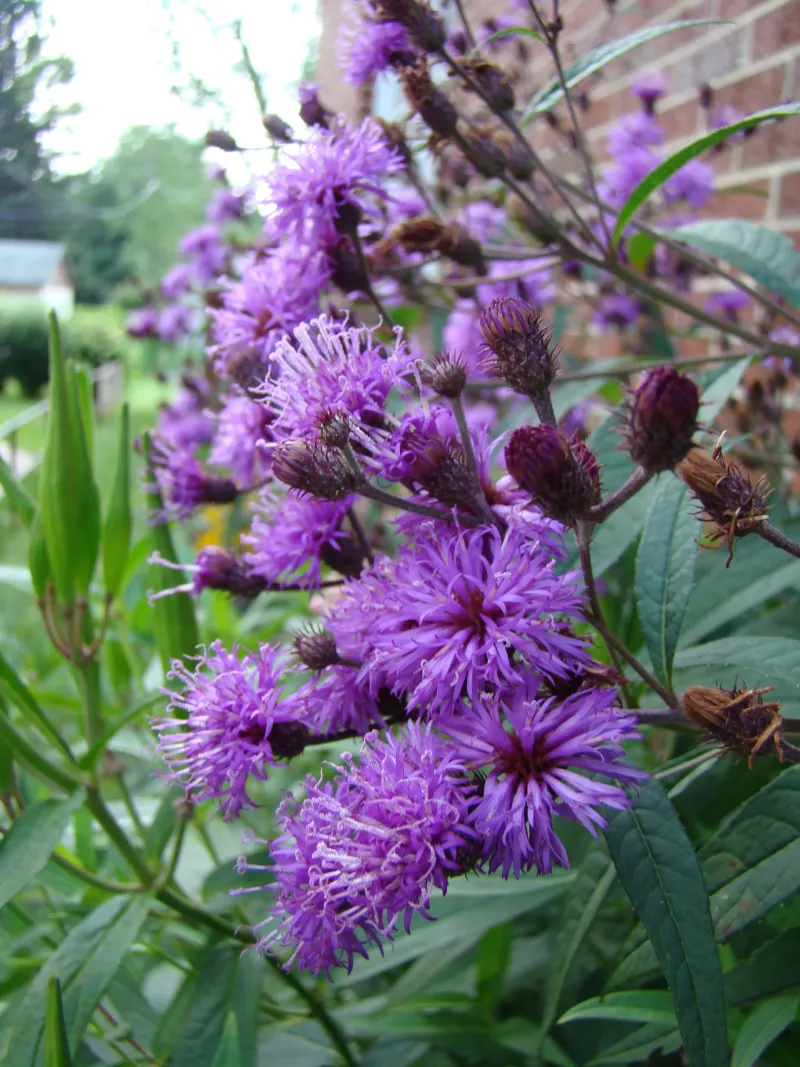 New York Ironweed (Vernonia noveboracensis)