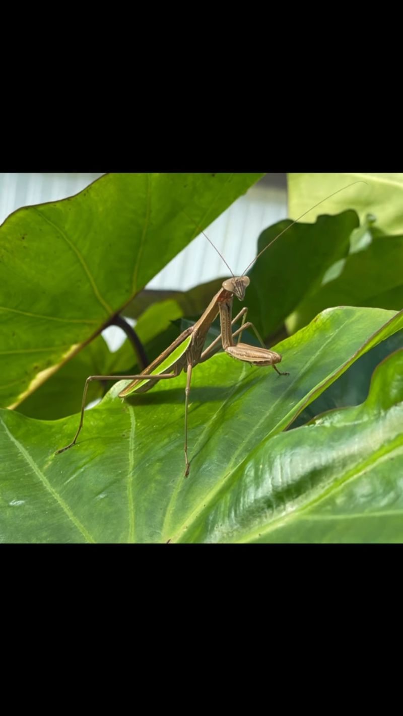 The garden bed gives an ambush predator what it needs
