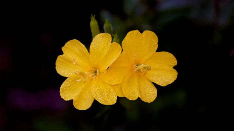 Evening Primrose (Oenothera biennis)