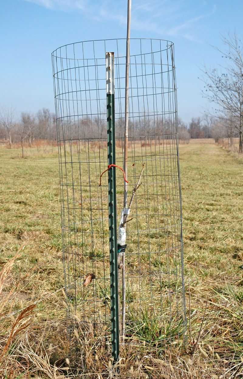 Build a wire cage with height and clearance