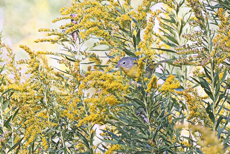 Goldenrod