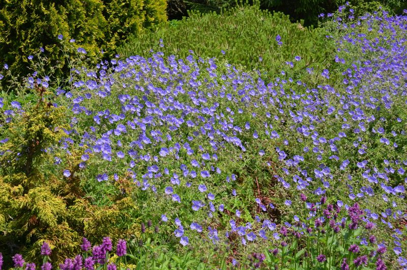 Hardy Geranium (Cranesbill)