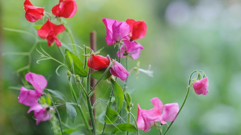 Sweet Peas