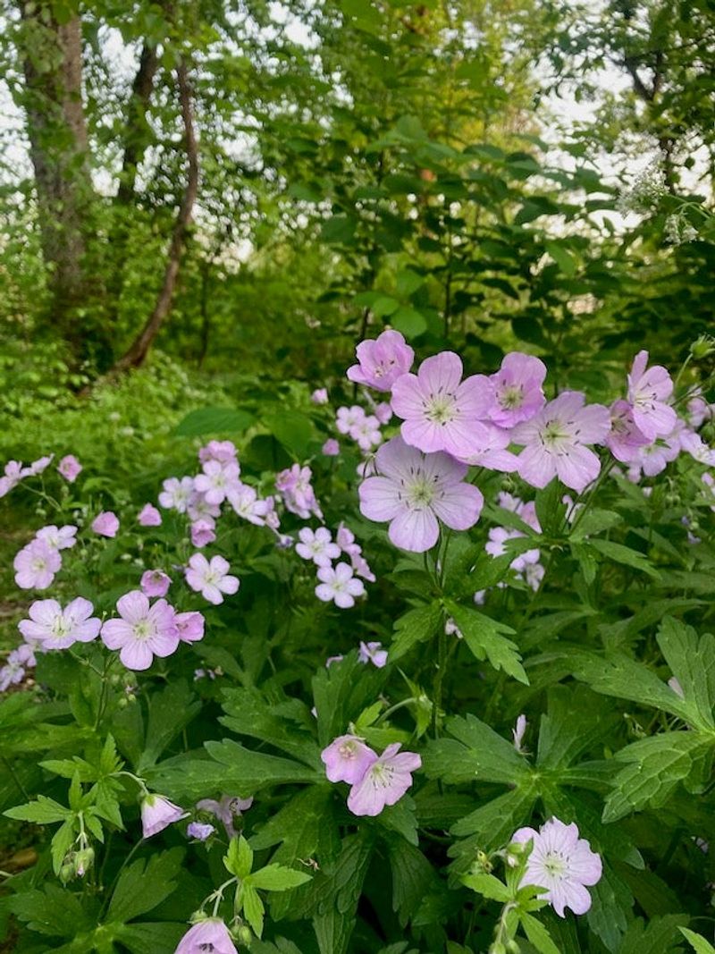 Blue Wood Sedge's Bloom Partner: Wild Geranium (Geranium maculatum)