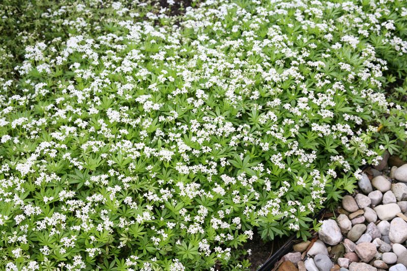 Sweet Woodruff (Galium odoratum)