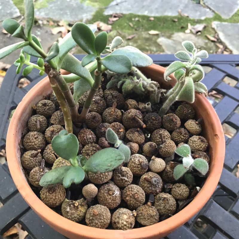 Crushed Acorn Mulch