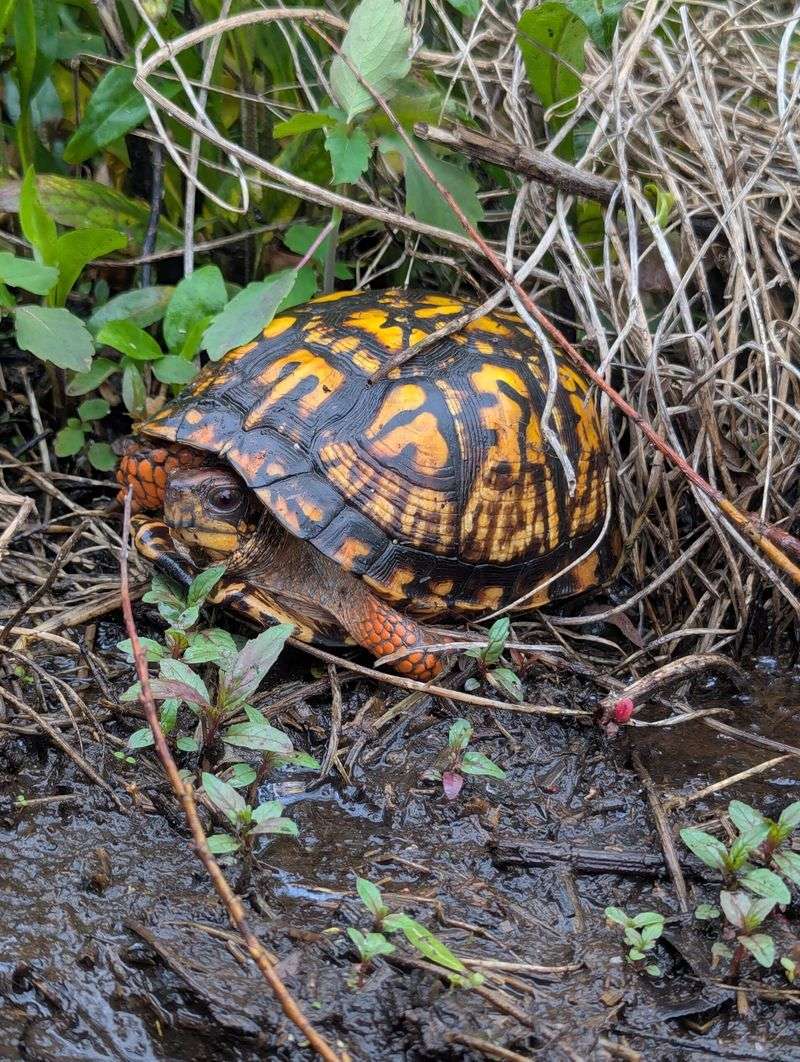 Use a Simple Rule for the Next Yard Sighting