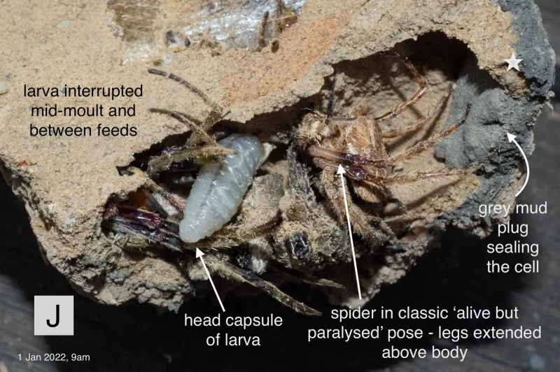 What the Wasp Actually Does With Spiders