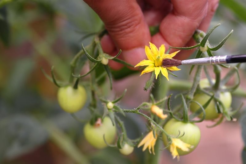 Poor Pollination