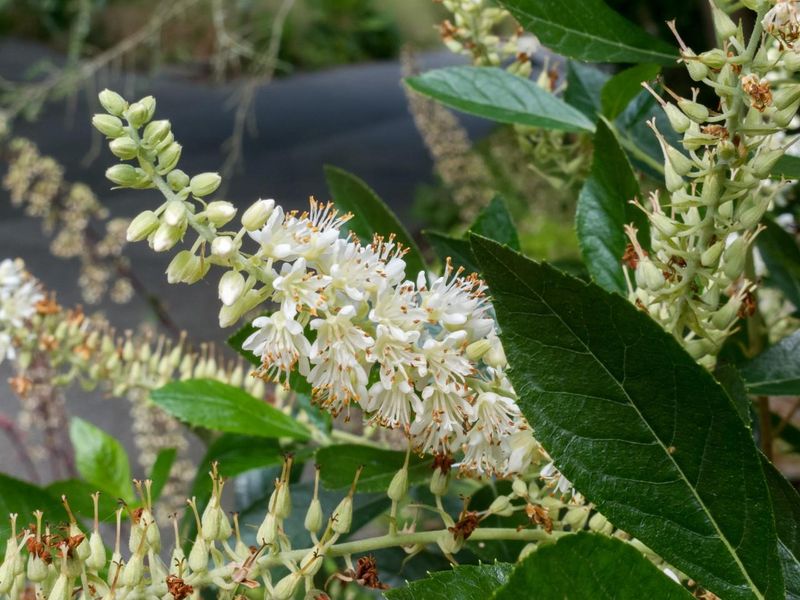 Summersweet (Clethra alnifolia)