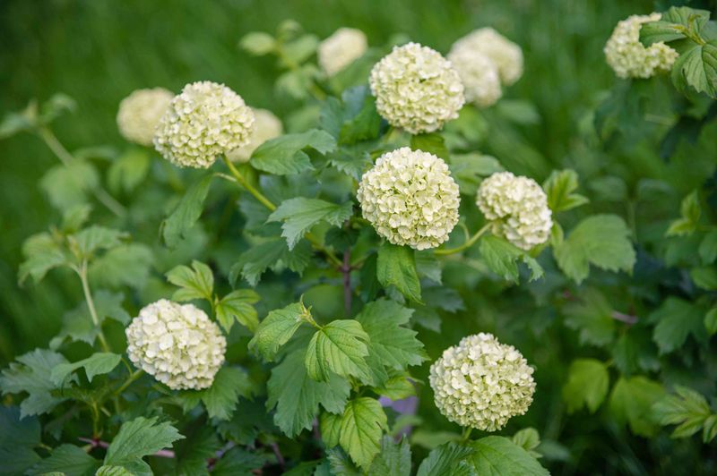 Viburnum