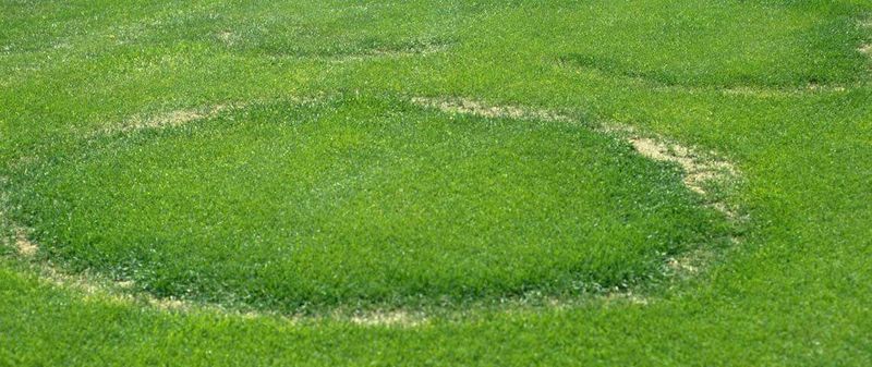 Manage turf symptoms, not the mushroom’s appearance