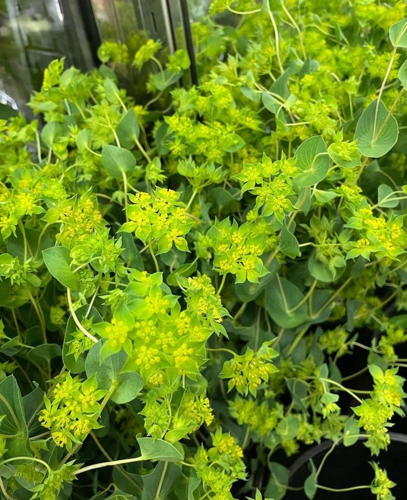 Bupleurum