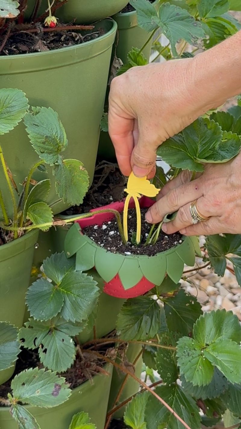 Replace Plants Every Three Years