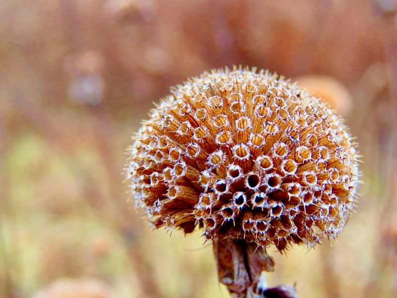 Bee Balm (Monarda)