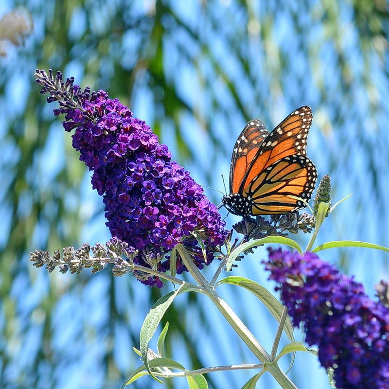 Butterfly Bush
