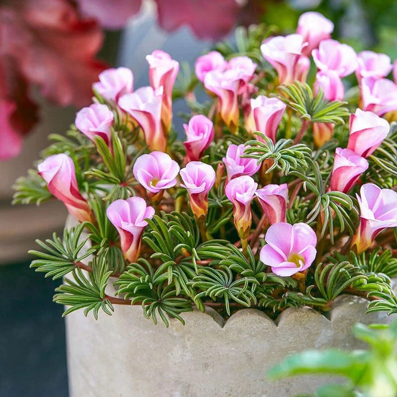 Oxalis versicolor 'Autumn Pink'