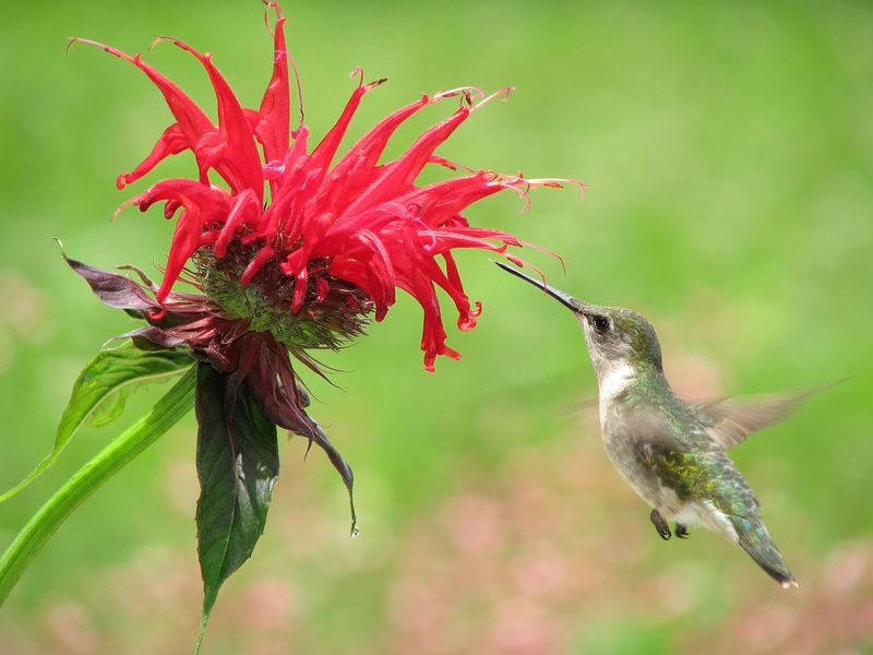 Bee Balm (Monarda)