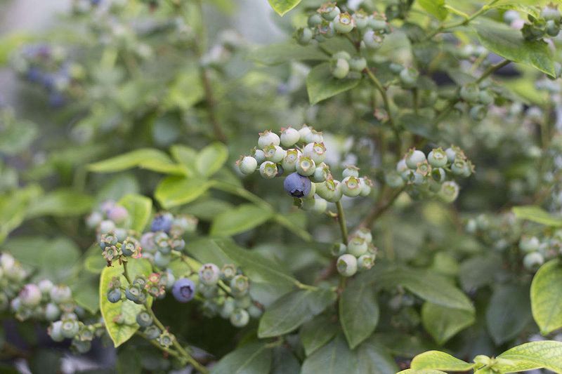 A leafy bush can have several explanations