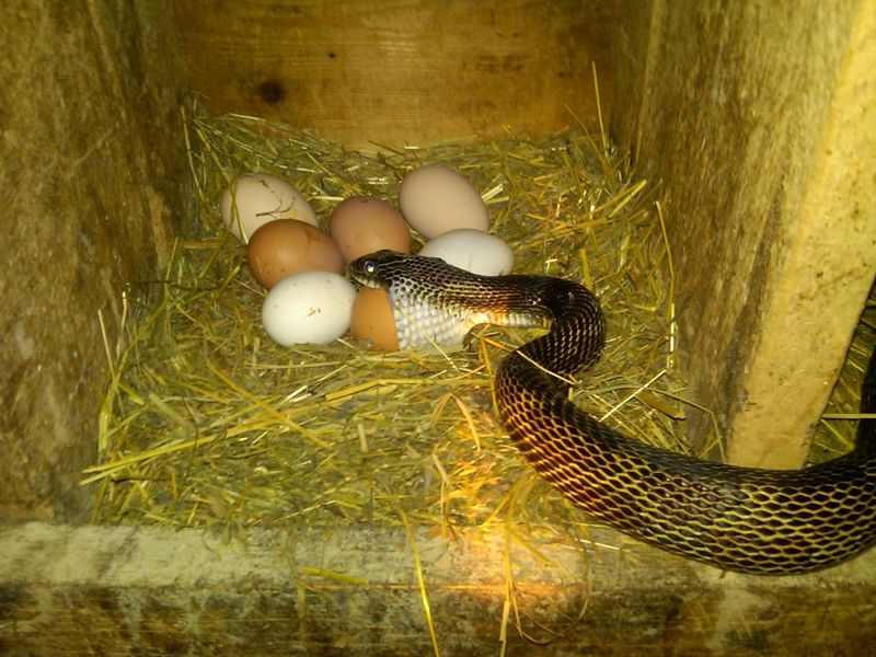 Vanishing Eggs From Ground Nests