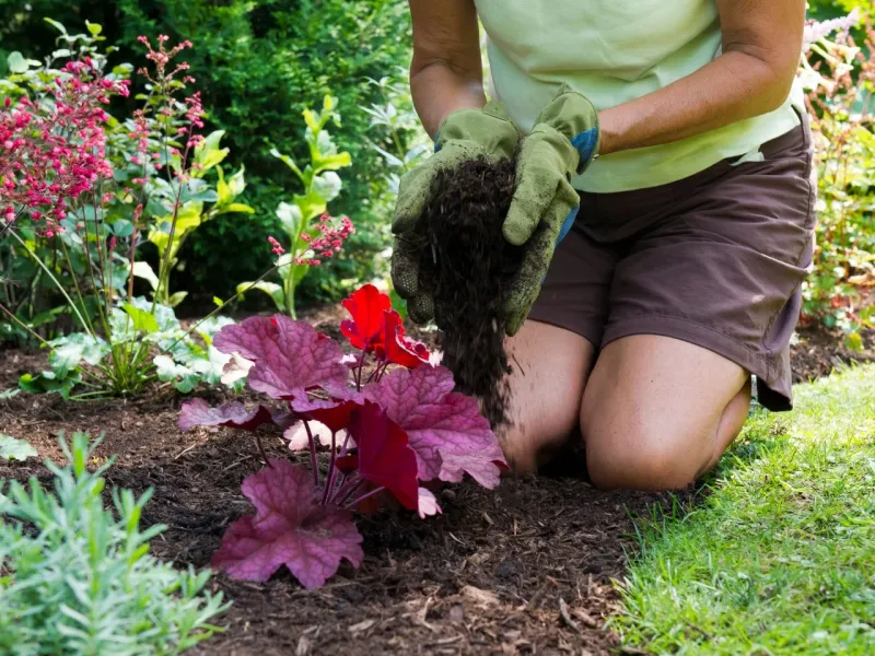 Apply Mulch
