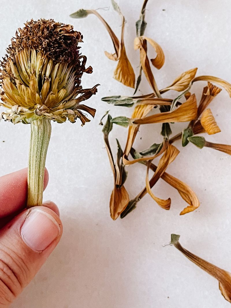 Letting Seed Heads Mature