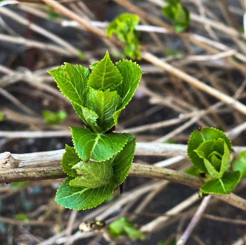 Wait for new growth to assess questionable stems