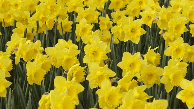 Daffodils are one source, not a proven majority of today’s supply