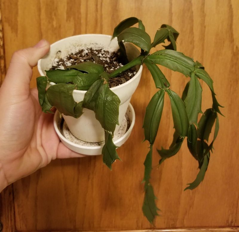 A very dry plant needs a measured recovery