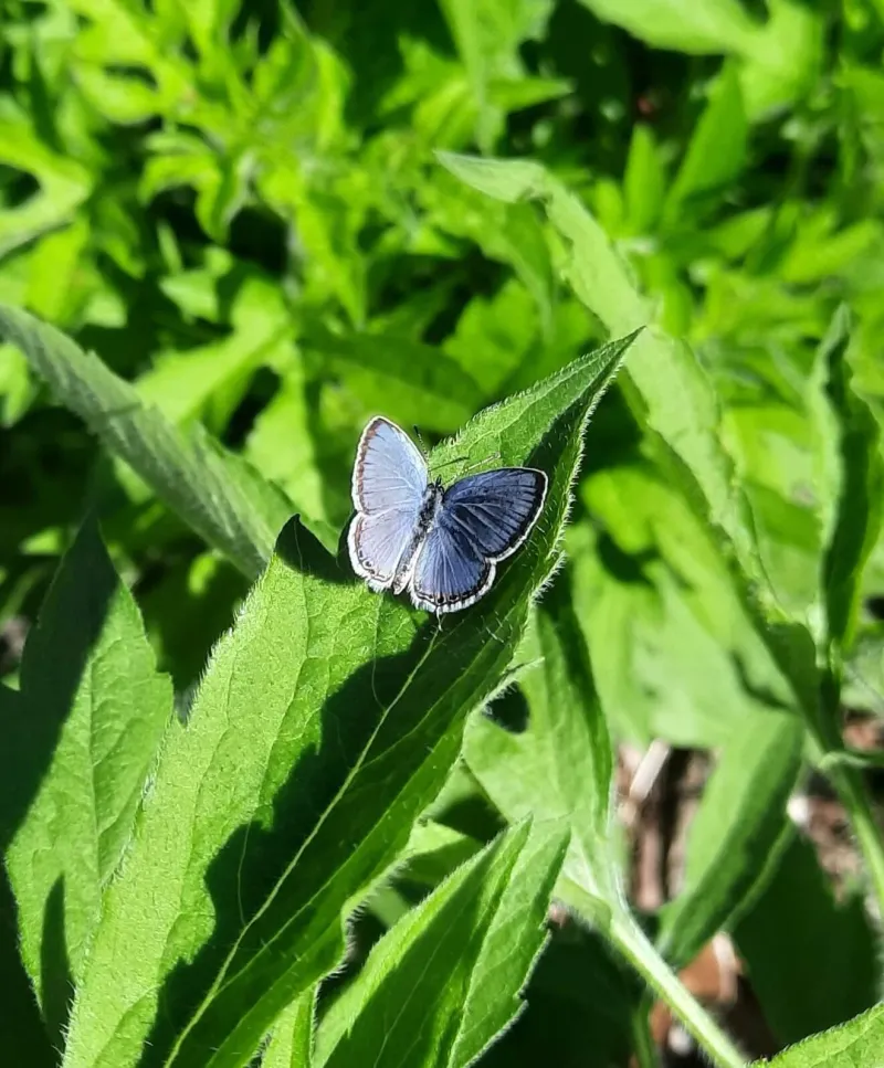 Some named caterpillars may use New Jersey tea