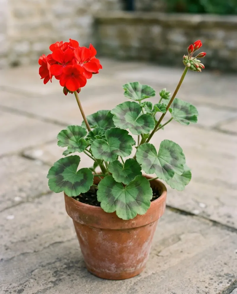 Replace the Bloom-Doubling Promise With a Safer Diagnosis